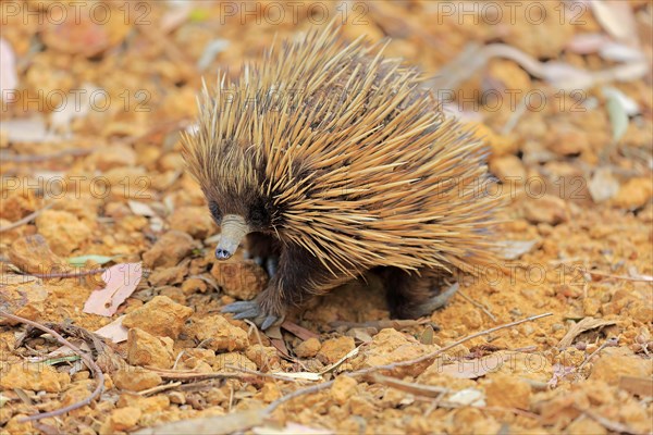 Short-beaked echidna