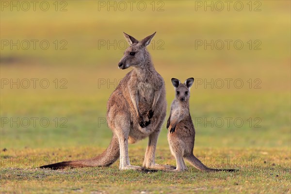 Eastern giant grey kangaroo