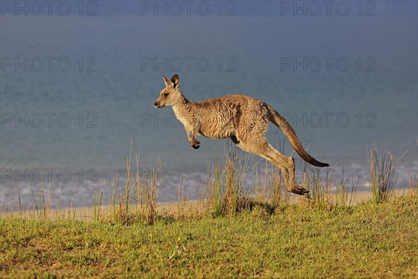 Eastern grey kangaroo