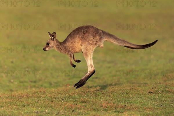 Eastern giant grey kangaroo