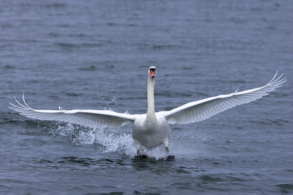 Mute swan