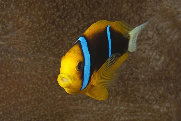 Orange-fin clownfish