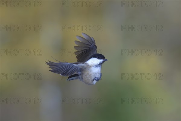 Willow tit