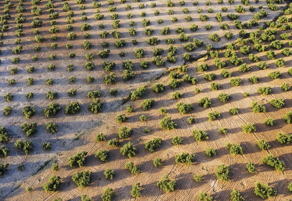 Cultivated olive trees