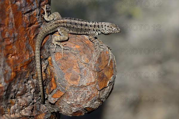 Lava lizard