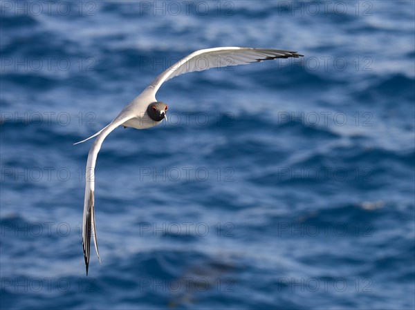 Swallow-tailed gull