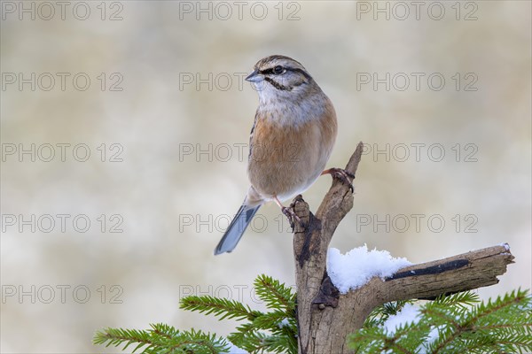 Rock Bunting