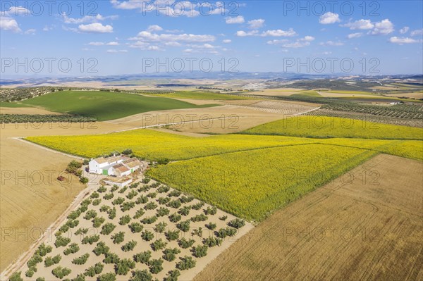 Cultivations of olive trees