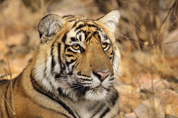 Bengal Tiger