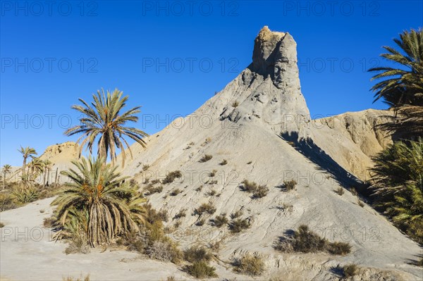 Bare ridges of eroded sandstone and palm trees in the Tabernas Desert