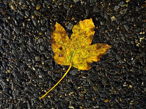 Autumn leaves of sycamore maple