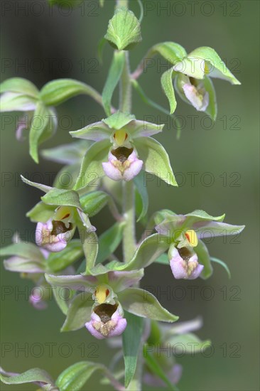 Broad-leaved marshwort