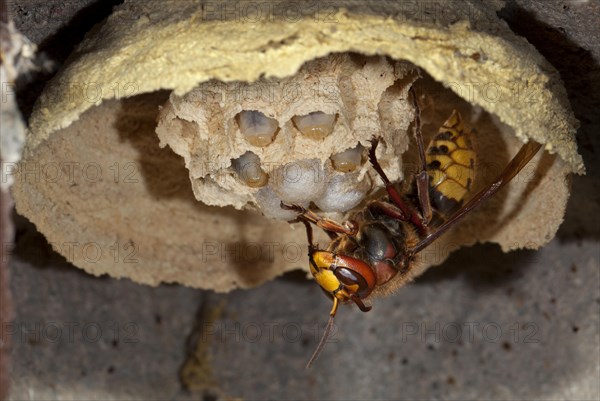 European hornet