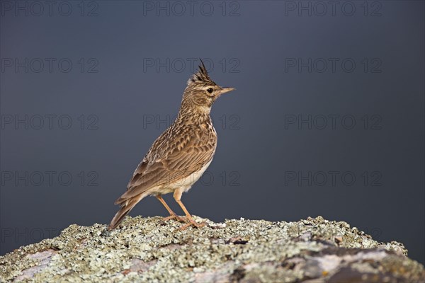 Thekla Lark