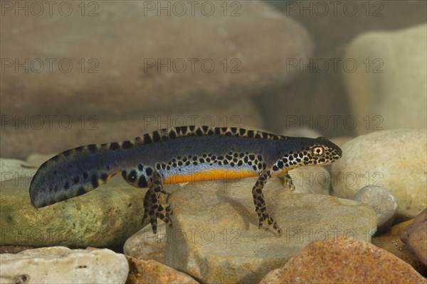 Alpine newt