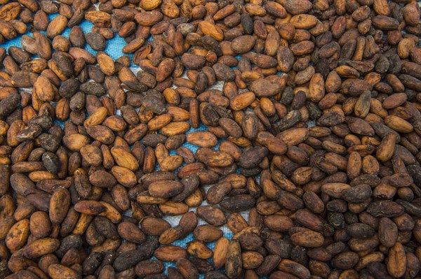 Drying cocoa beans