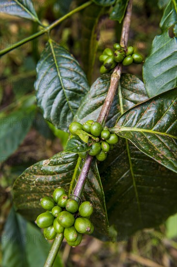 Close up of coffee beans