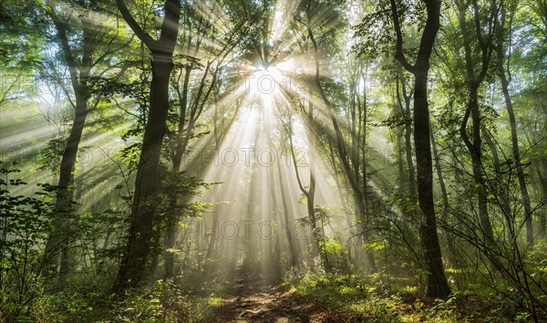 Light-flooded forest