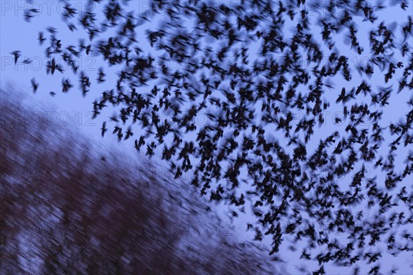 Western jackdaws