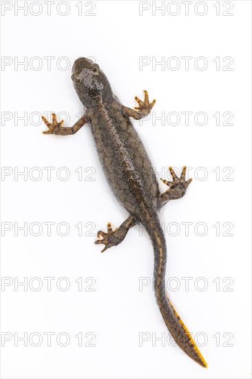 Alpine newt