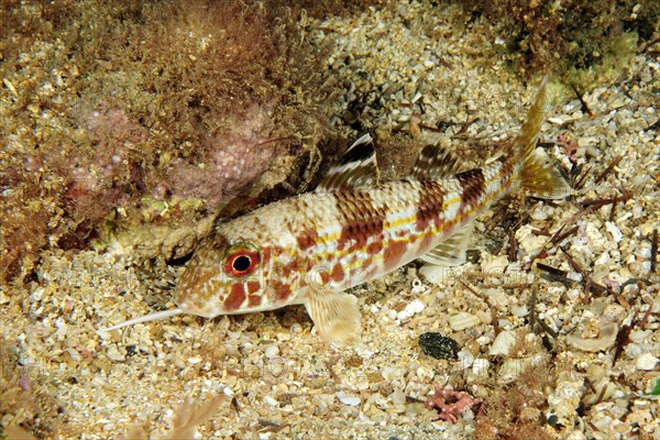 West African mullet