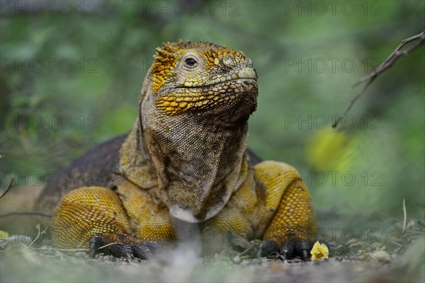 Drusenkopf or Galapagos Iguana