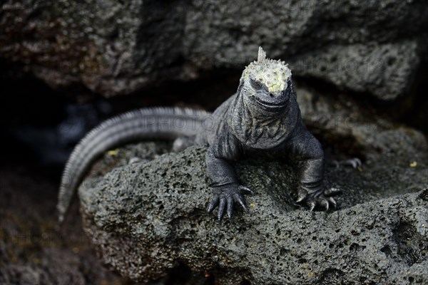 Marine iguana