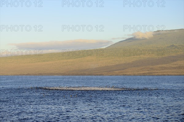 Bubbling sea as seabirds and predators hunt for a school of fish