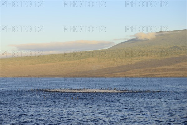 Bubbling sea as seabirds and predators hunt for a school of fish