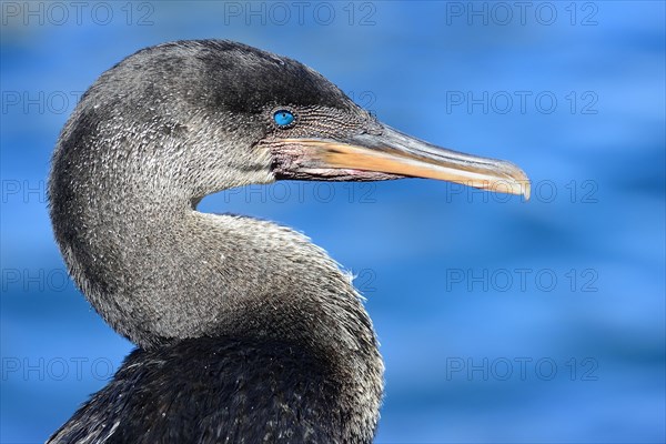 Flightless Cormorant