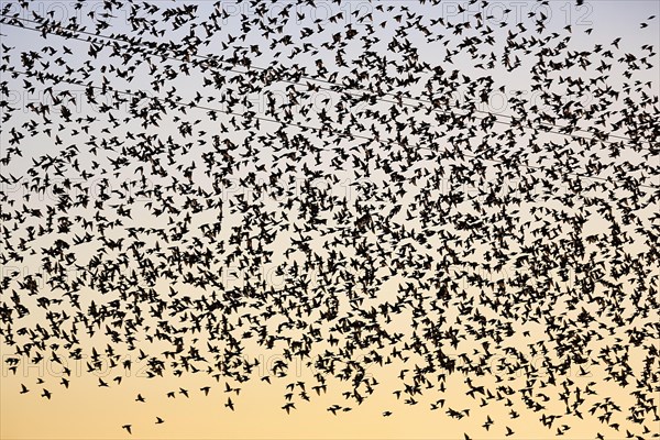 Countless starlings
