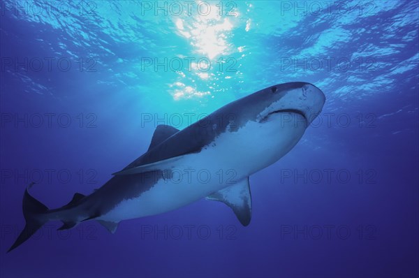 Tiger Shark