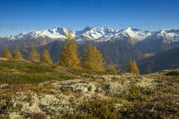 Autumn larch meadows