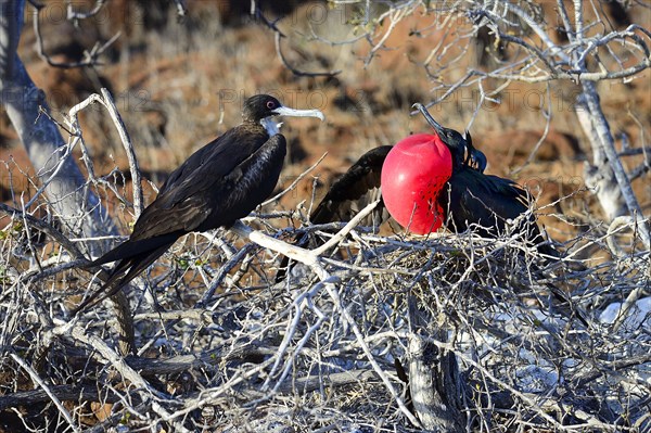 Courting banded frigatebird