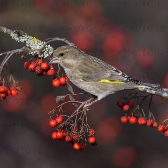 European greenfinch