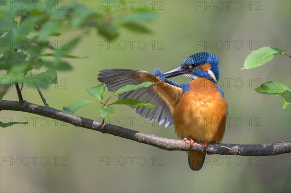 Common kingfisher