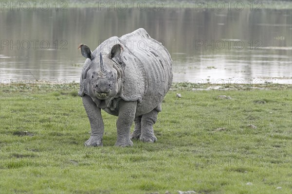 Indian Rhinoceros