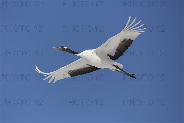 Red-crowned crane