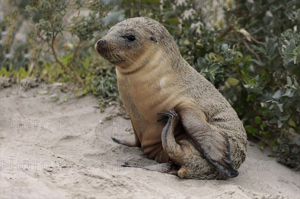 Australian sea lion