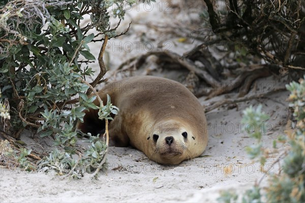 Australian sea lion