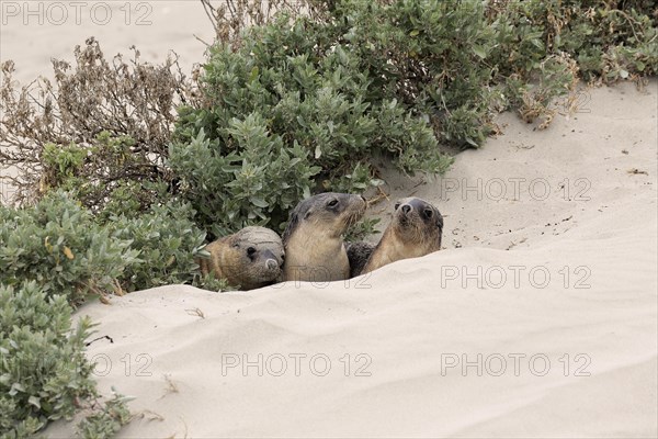 Australian sea lion