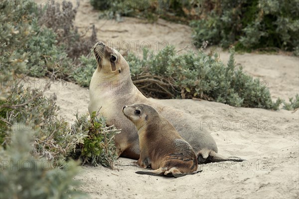 Australian sea lions