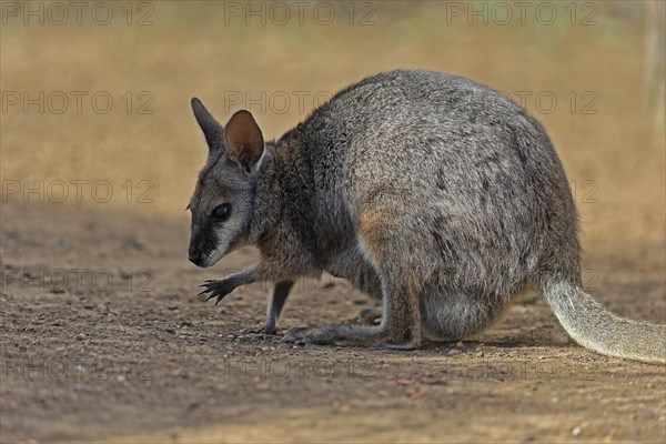 Derby wallaby