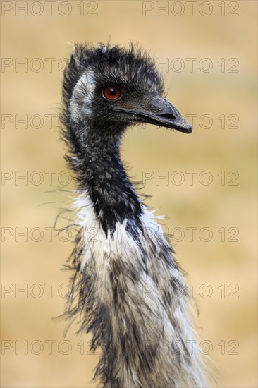 Emu