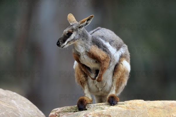 Yellow-footed rock-wallaby