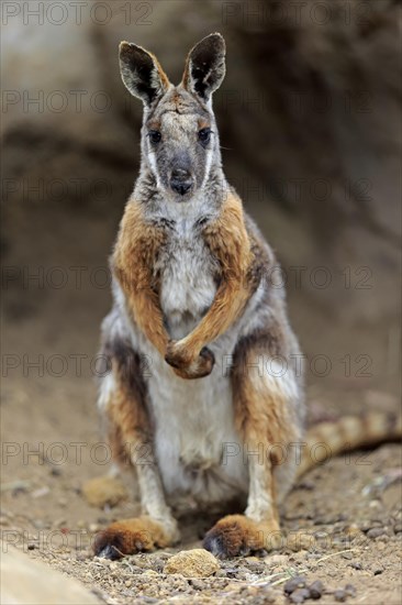 Yellow-footed rock-wallaby