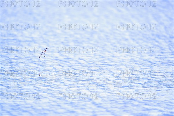 Snow patterns and one blade of grass in Ilulissat