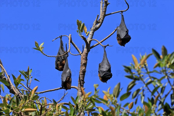 Grey-headed flying fox