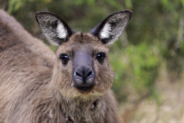 Kangaroo Island Kangaroo