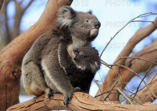 Koalas